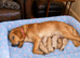 Beautiful RKC registered golden retrievers