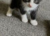 2 kittens left