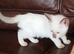 Siamese Ragdoll Cross kittens (Ragamese)