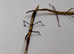 2 Speckled patch stick insects (Hermagoras foliopeda "Waigeo Island")