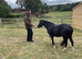Registered Welsh Sec A Mare - Stunning Blank Canvas