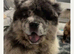 Beautiful 19 mth merle chow chow
