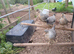3 creamlegbar pullets