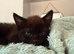 3 beautiful black British shorthair cross kittens