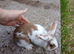 Mini lion lops