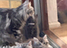 Excel Maine Coon kitten for sale