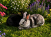 Two female bunnies