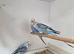 Split blackface budgies for sale