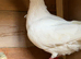 White Pigeons for Sale