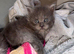 TICA REGISTERED MAINE COON KITTENS