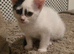 Gorgeous Female Kittens - 12 Weeks - Litter Trained & Flea Treated