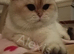 ☆ GCCF British Shorthair Male Top Quality☆