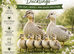 Female ducklings, miniature appleyard, runners, Khakis