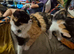 Exquisite, Extremely Loving girlies. Maincoon x Siamese