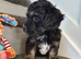 Tiny fluffy jackapoo pups