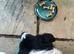 Gorgeous 5yr old collie