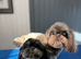 Tiny imperial Shih Tzu puppies