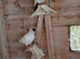 German crested helmets for sale