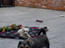 Miniature schnauzer puppies