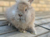 Stunning lion head and mini lion lop mixed breed
