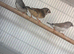 3 zebra finches for new home