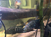 Jack Dempsey trio + breeding pair