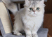 Ready Nov 9th Beautiful GCCF Registered British Shorthair Kittens
