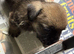 3 KC Registered Border Terrier Dog Pups (SOLD PENDING COLLECTION)