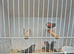 Male zebra finches.