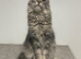 Blue Classic Tabby Maine Coon Girl