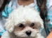 for sale maltese puppies