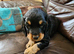 F2 Sprocker Puos from Licenced Breeder