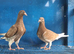 Young choclate muleman pair