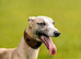 Kc whippets pups