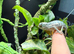 Panther chameleon