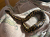 Ball python