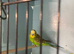 Pair of Green Budgies - Cock & Hen