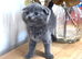 Kitten grey female beautiful BHS