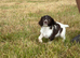 English Springer Spaniel Puppies