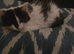Mainecoon mix kitten for sale