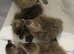Khaki Campbell Ducklings