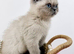 Exotic kitten