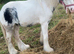 Ride and drive gelding 12h