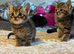 Kittens looking for forever homes