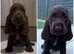 KC STUNNING SHOW TYPE COCKER SPANIELS