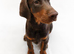 HIGH QUALITY DOBERMAN PUPPIES &ndash; CHAMPION BLOODLINES &ndash; FULLY HEALTH TESTED PARENTS