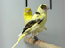 Canaries