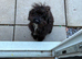 Beautiful cockapoo girl
