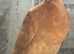 Pigeon for sale