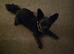 5yr old female yorkiepoo